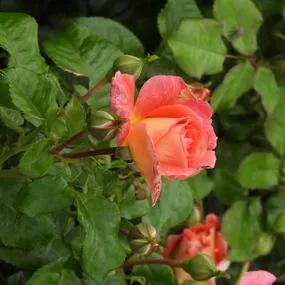 Designer Sunset Rose (Rosa Designer Sunset) 5